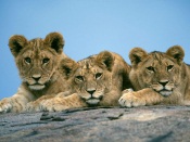 All Female Lion