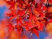 Autumn - Red Leaves