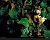 National Geographic: Monkey
