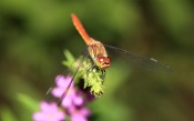 Dragonfly in Natural Garden
