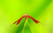 Red Dragonfly on Green Background