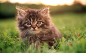 Cute Kitten In The Grass