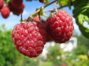 Raspberries on Bush 1920x1440