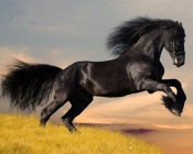 Splendid Black Arab Horse