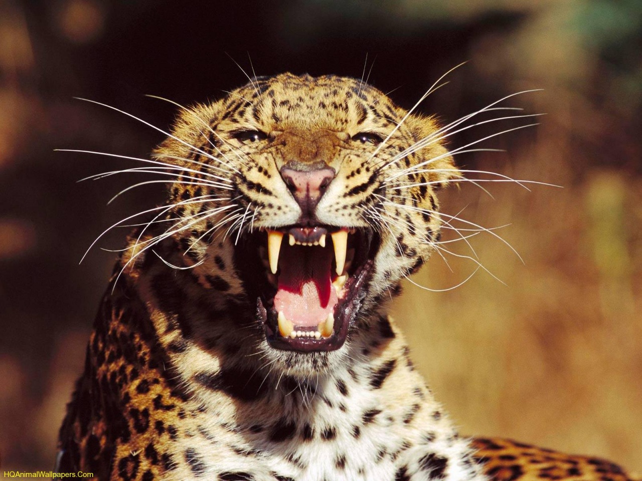 Amur Leopard