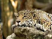 Leopard in Africa