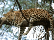 Leopard - Panthera pardus