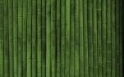 Green Bamboo