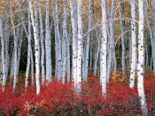 White Birches