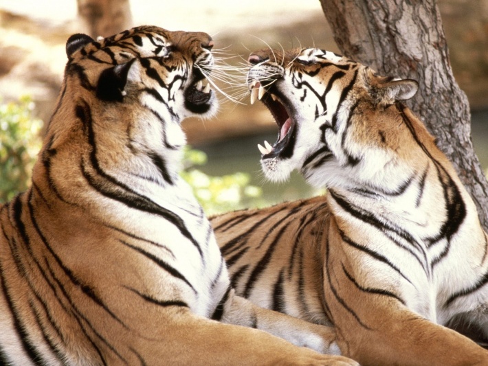 Tigers