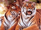 Tiger Family