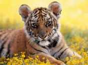 Young Tiger