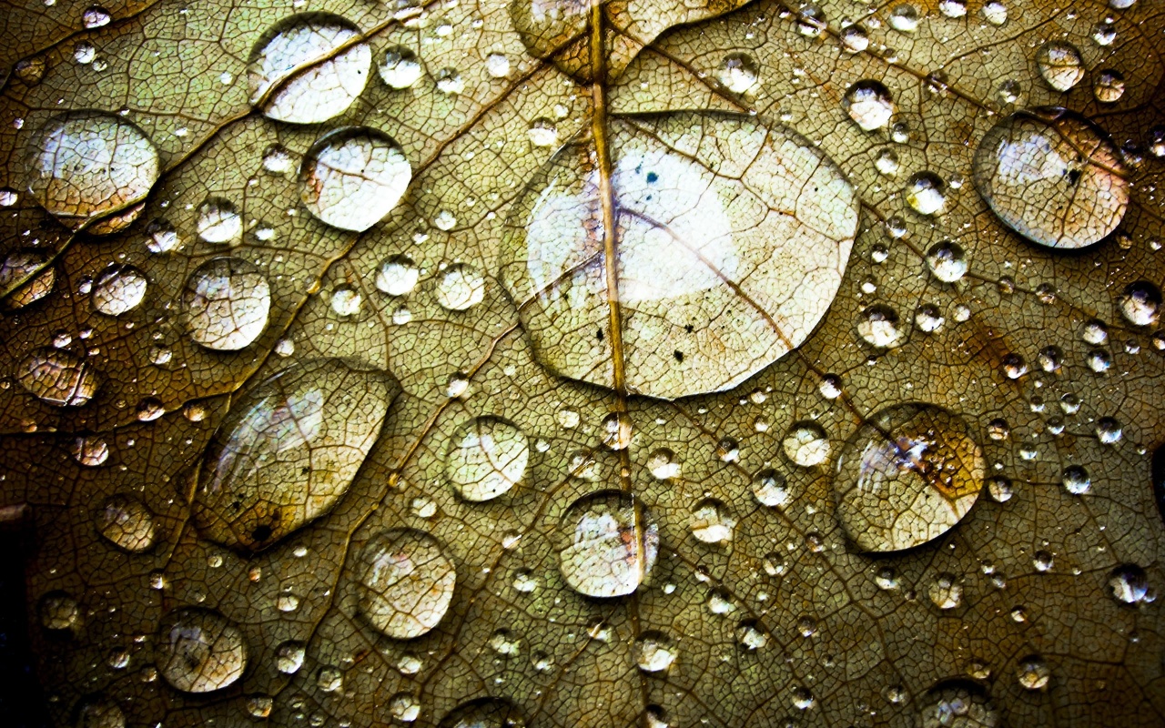 Large Water Drops