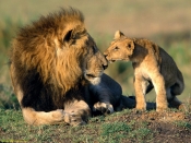 Lion kisses