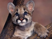 Baby Mountain Lion