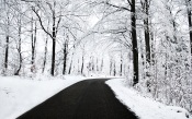 Road in a Winter Forest