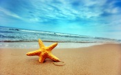 Starfish on the Beach