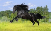 Wild Black Horse