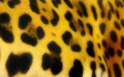 Jaguars Spots