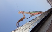 Praying Mantis