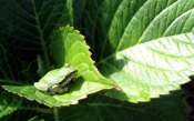 Summer Frog