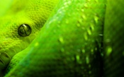 Morelia Viridis