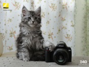 Nikon D40 and Kitty