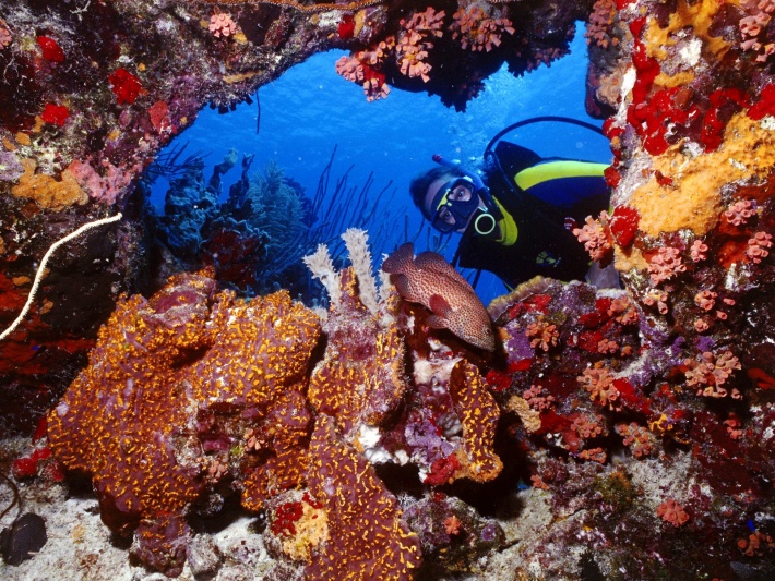 Underwater: Coral Reef, Scuba Diver