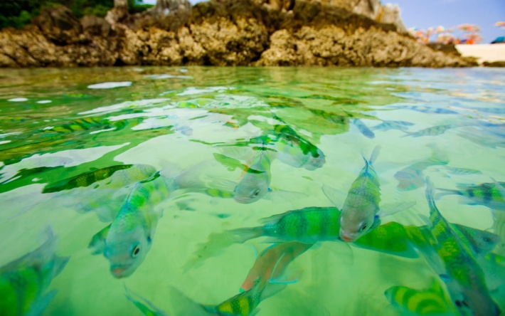 Green Fishes