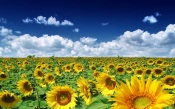 Sunflowers Field