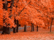 Red Autumn Forest