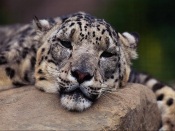 Tired Cheetah