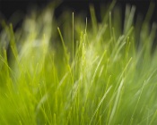 Grass