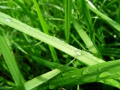 Grass