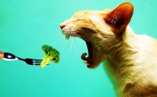 Vegetarian Cat