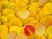 Autumns Carpet (Yellow Foliage)
