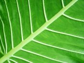 Leaf