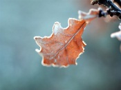 Winter Leaf