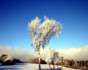 Birches at Winter