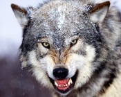 Bared Teeth - Gray Wolf