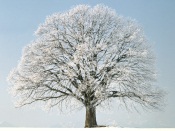 Winter Tree