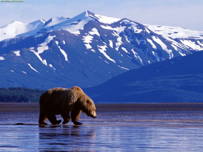 Alaska Fisherbear