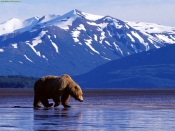 Alaska Fisherbear