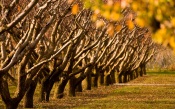 A Fruit Orchard in Cromwell, New Zealand