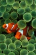 Clown Fish