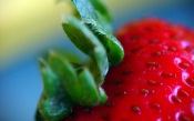 Strawberry, macro