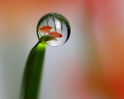 Two Red Fishes Itno the Water Drop