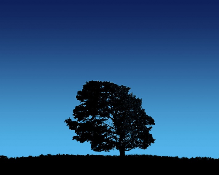 Tree on Blue Sky