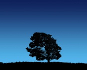 Black Tree at Blue Sky
