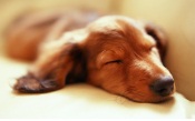 Sleeping Dog